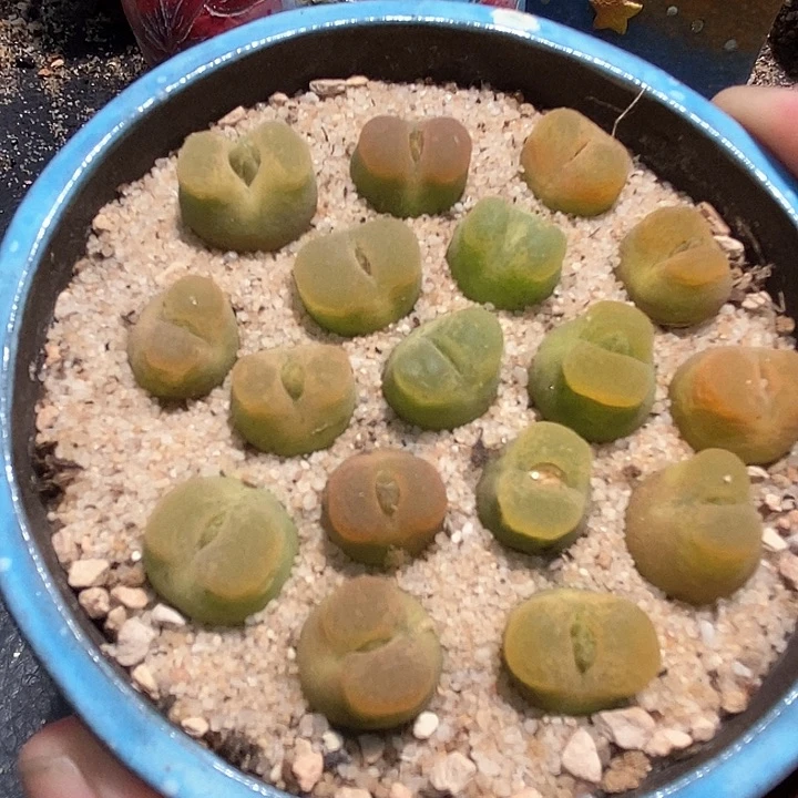 拉登杂一组两颗