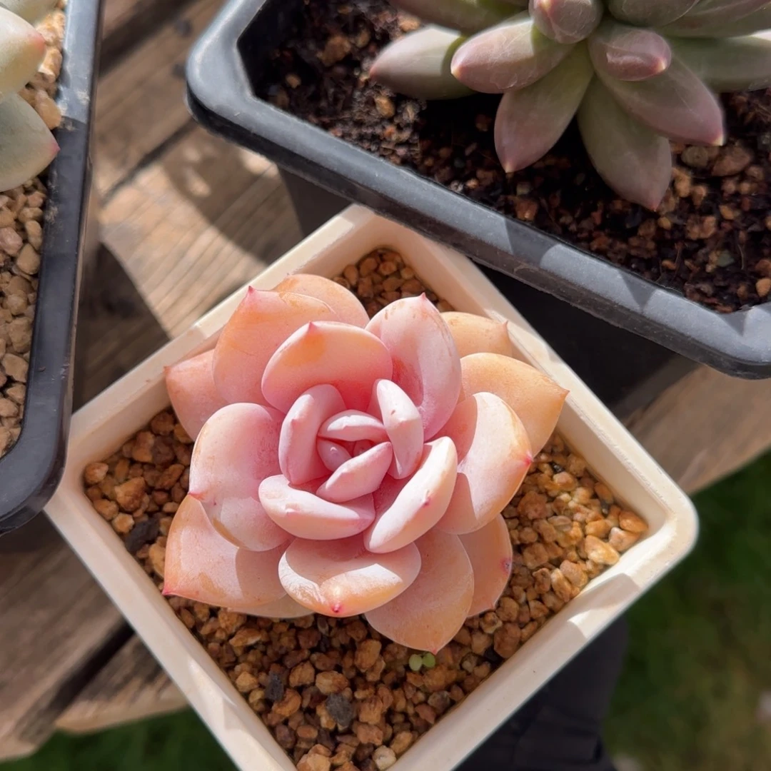 多肉植物多肉植物