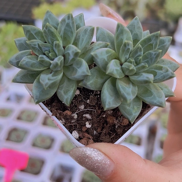 双头甲骨文19包邮多肉植物