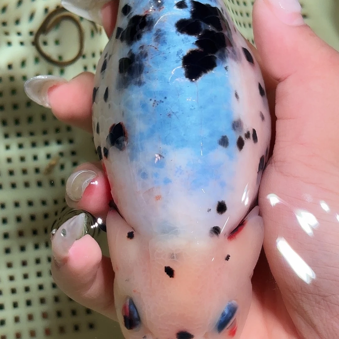 M***n金鱼拍包装包邮，不拍包装运费到付