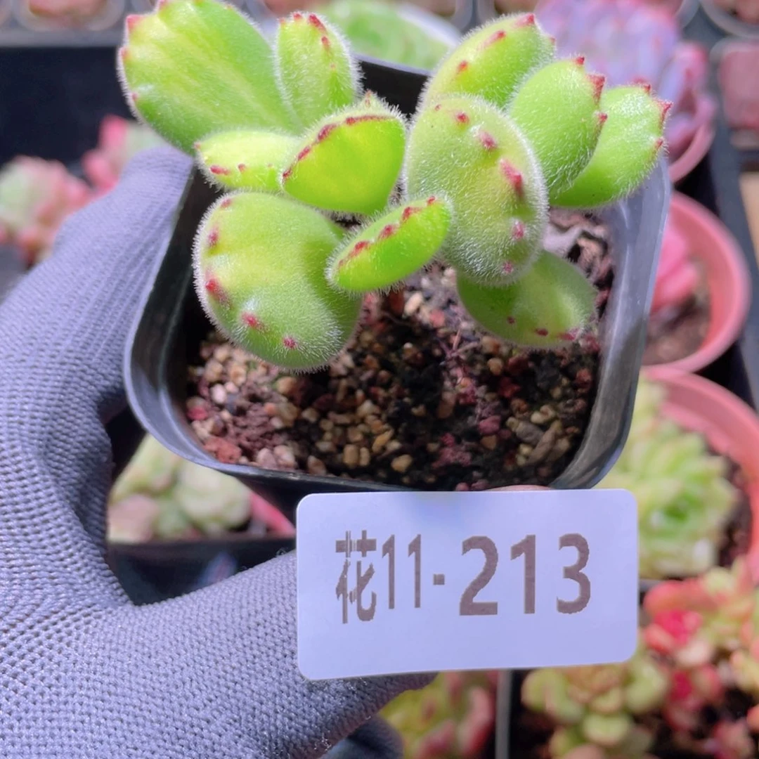 花利美11-213熊童子不售后