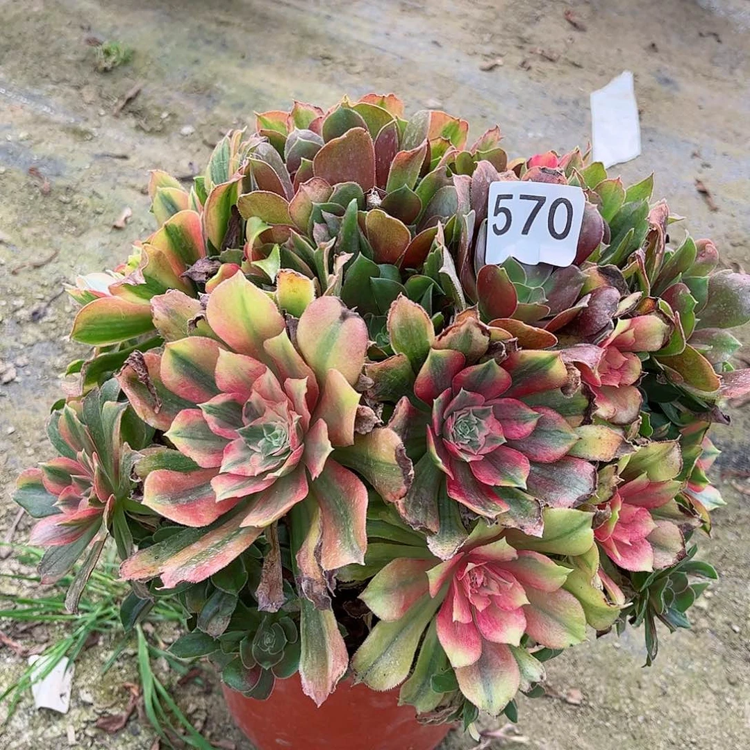 多肉植物光辉570