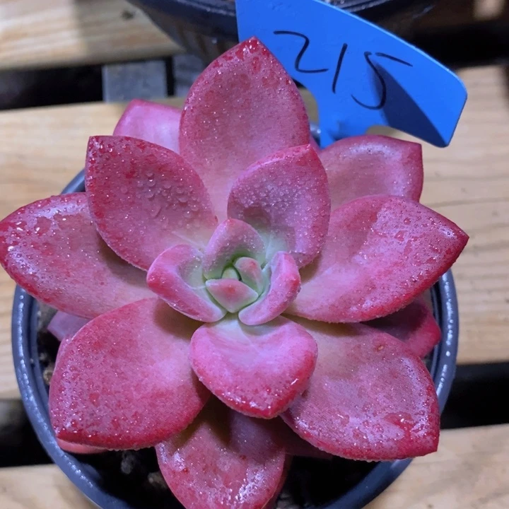 这个点吃晚饭真的有点