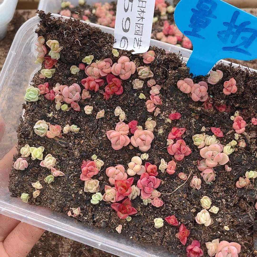量拍多肉植物多肉植物596