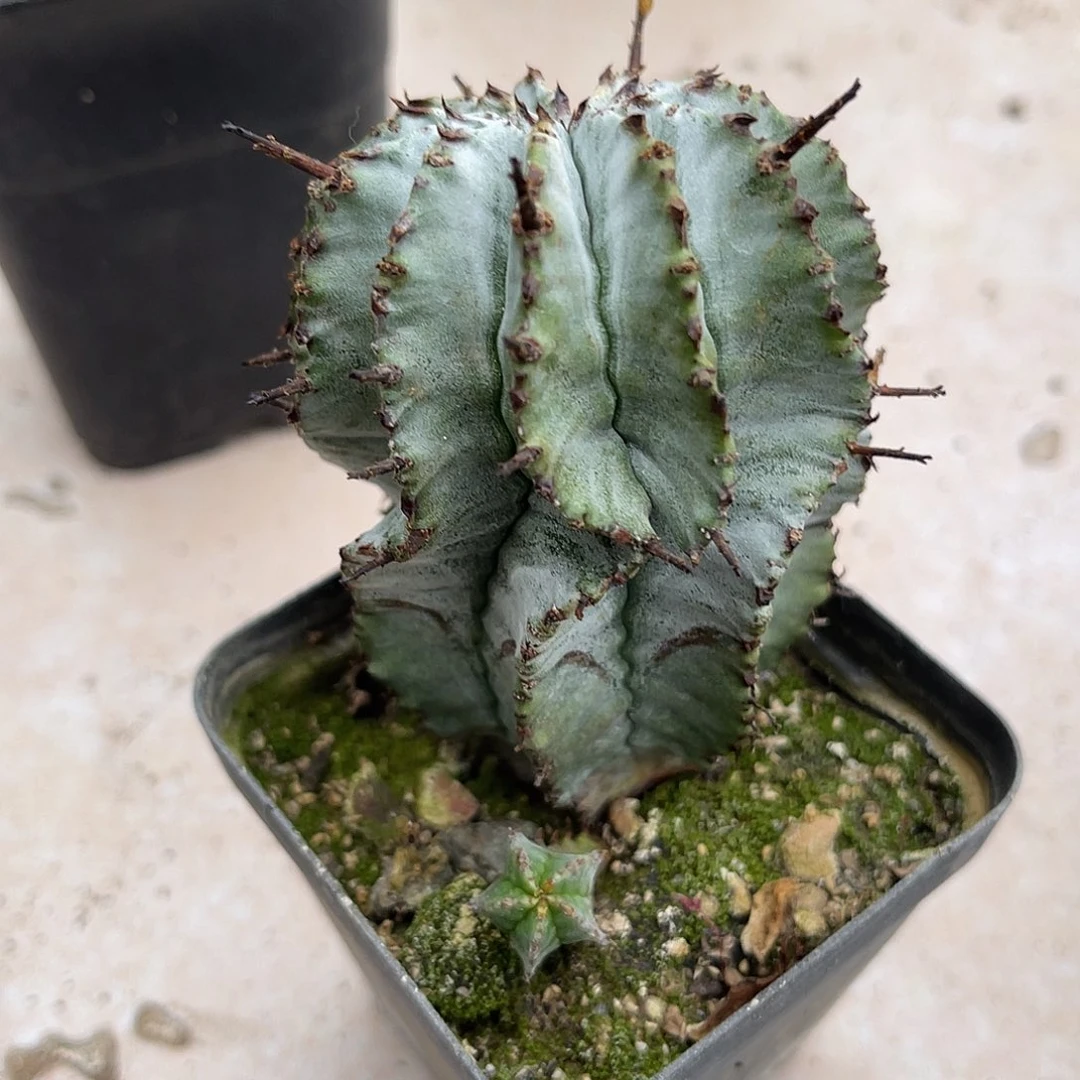 白衣魁伟玉仙人球