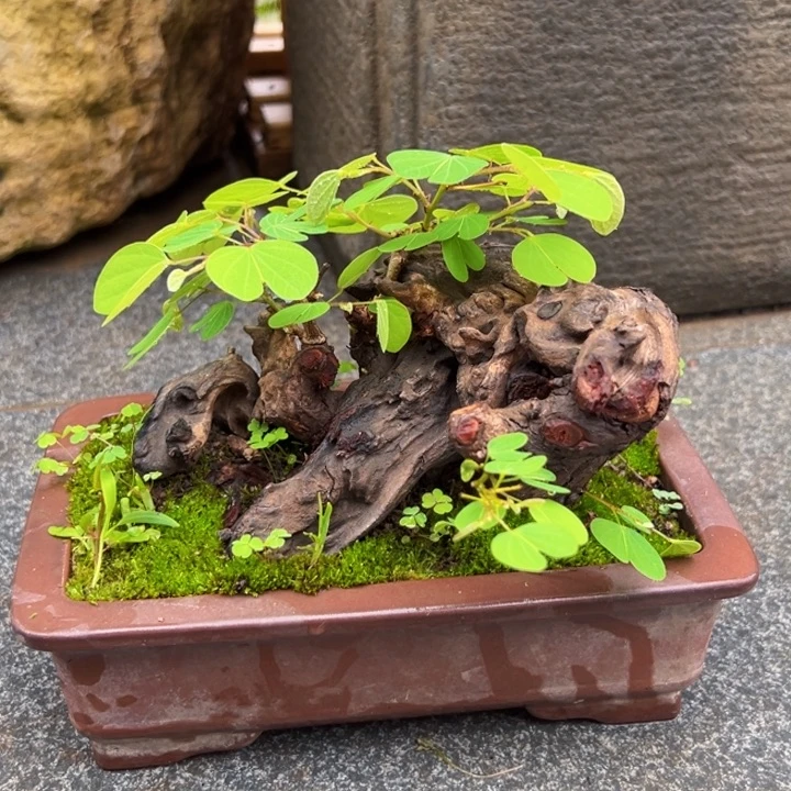 慕***香无花朵金丝红木盆景