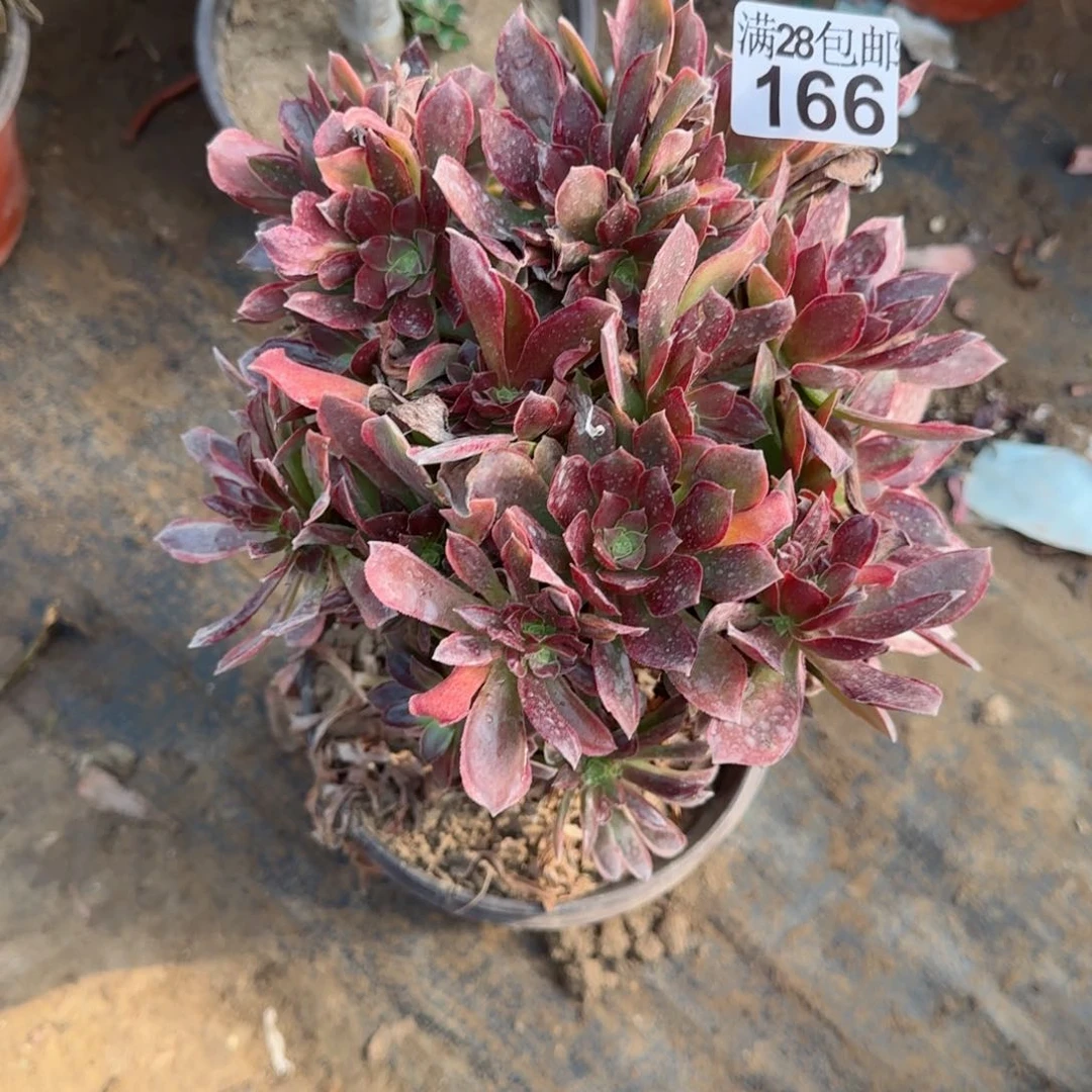 女王多肉166满28包邮断枝不包