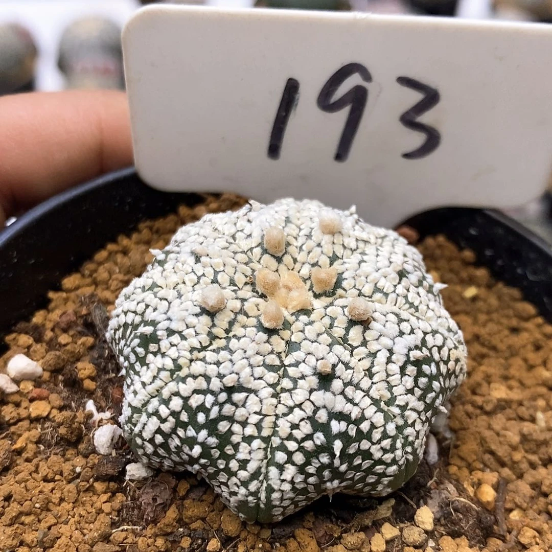 193奇迹海星扁体福利特价咯