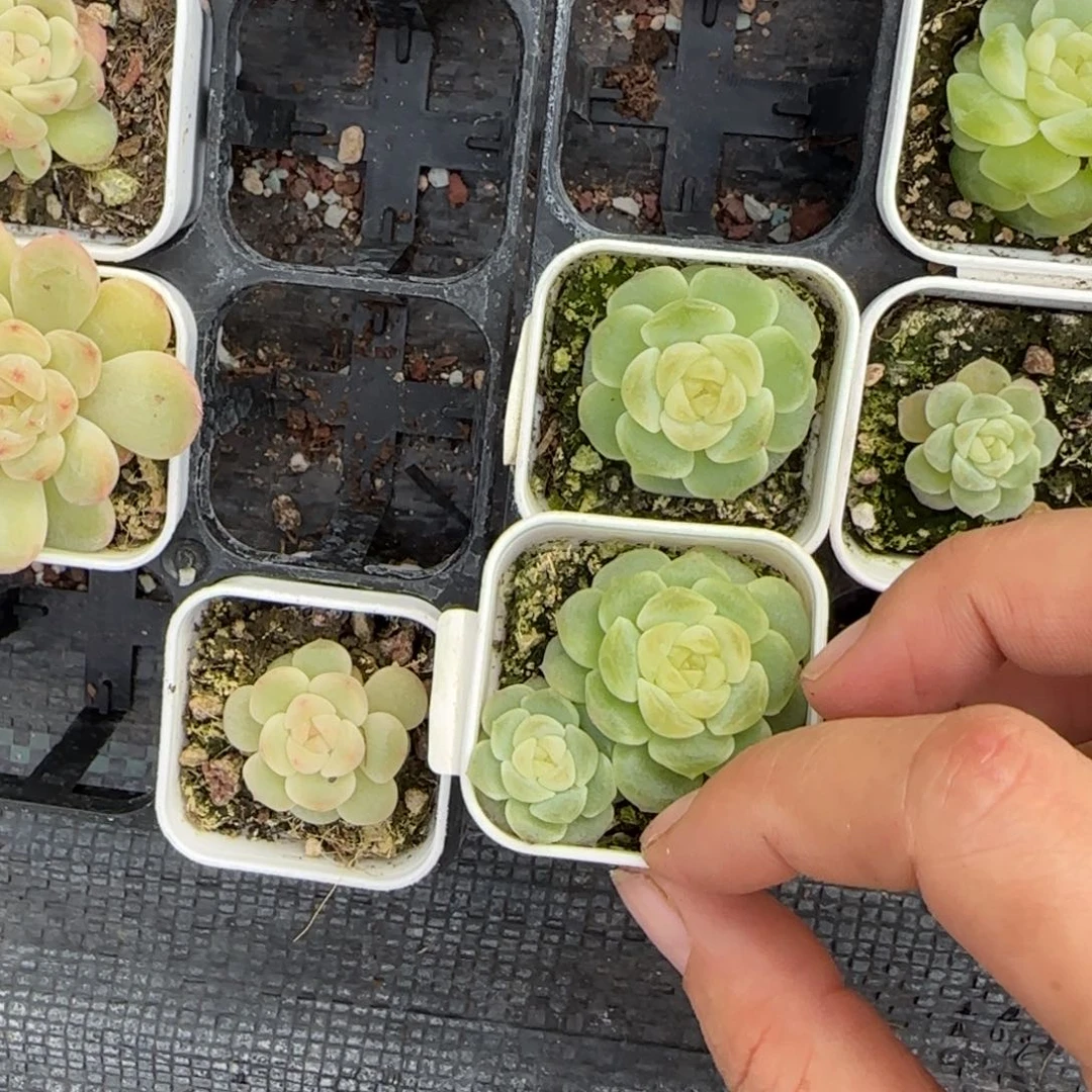 无尽灯盆3床一个满25包邮