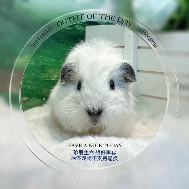 加州妹妹 荷兰猪 豚鼠包邮包风险【一对一喂养指导，赠礼包】