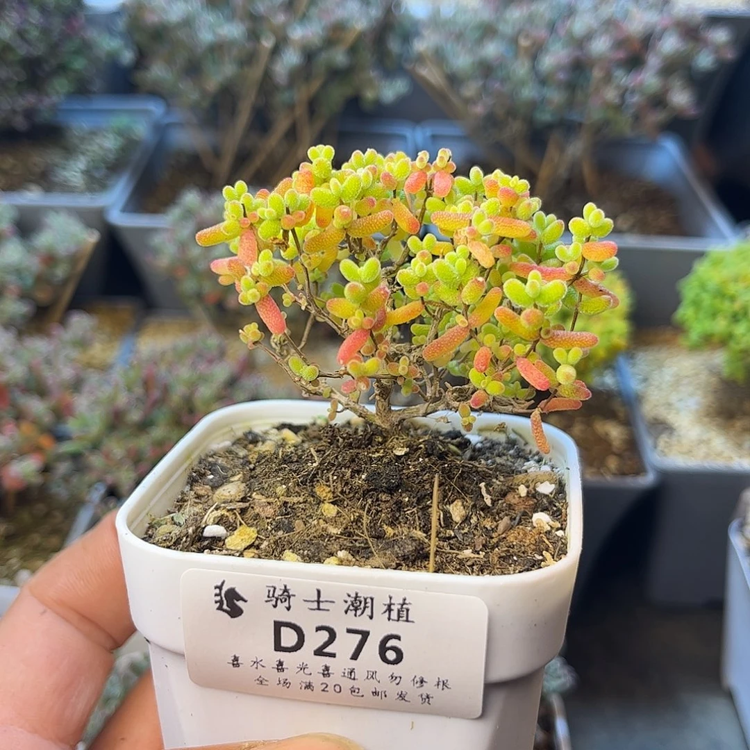 276蜜橘糖球枝干多肉