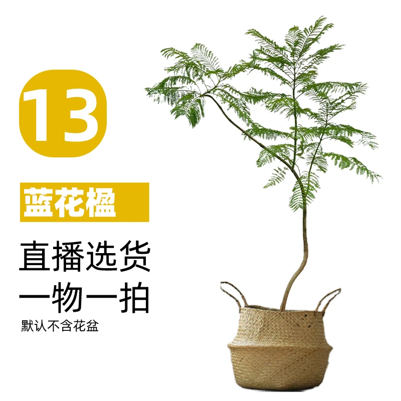 【13号】蓝花楹绿植