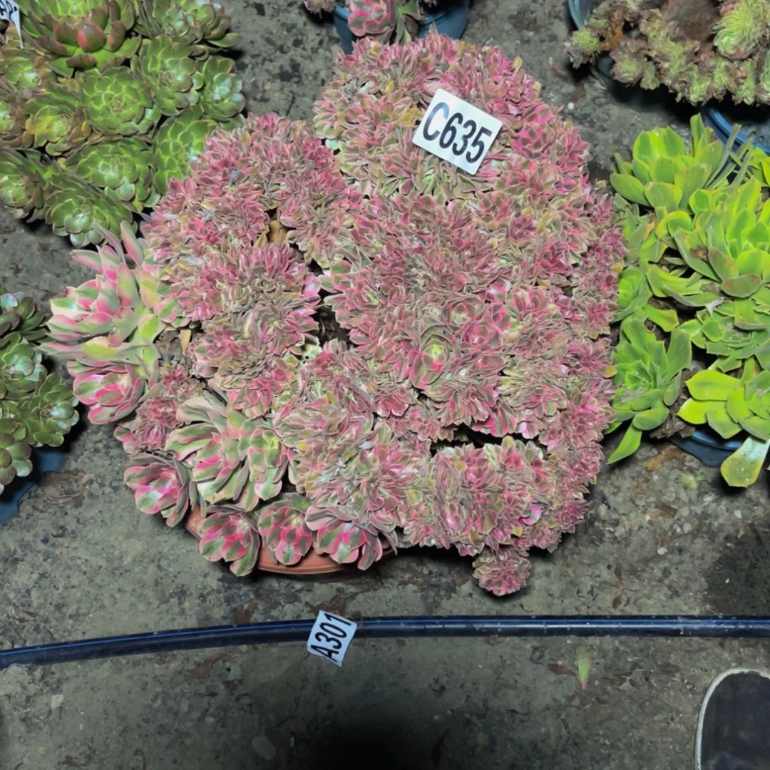 女巫法师16///42包邮