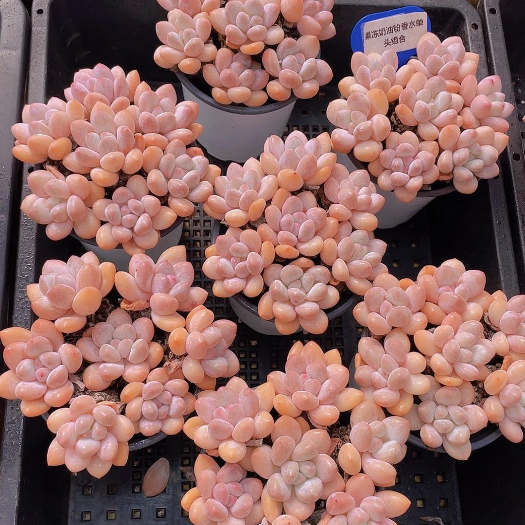 量拍6号 果冻奶油粉香水单头组合7个