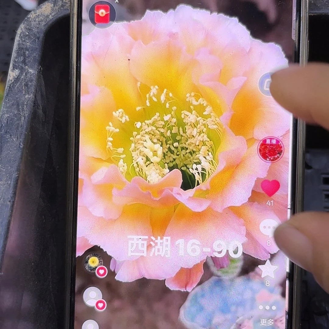 16-90无根侧牙三公分左右