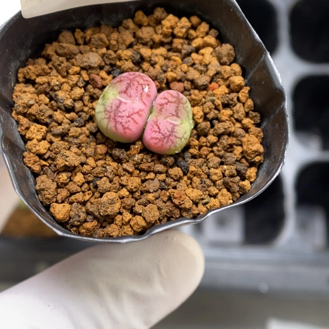 多肉植物肉锥杂交K-016 福利