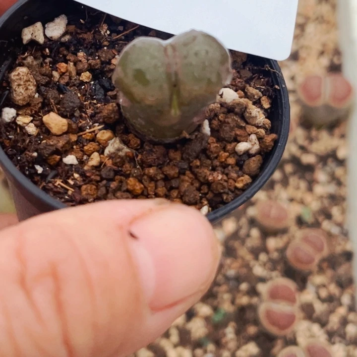 217磁铁克里普兰带盆