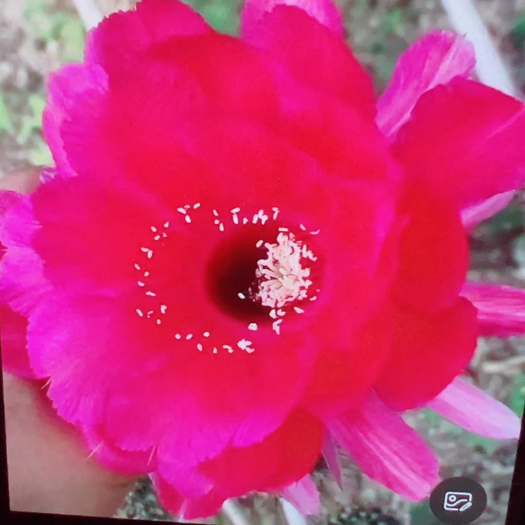 彩草 红山脉 侧芽 厘米 满20包邮