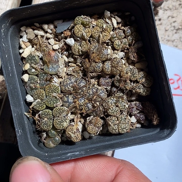 20355。 混合勋章一盒。