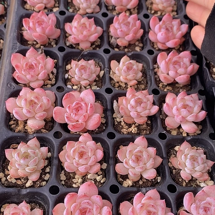 80 多肉植物盆栽花卉