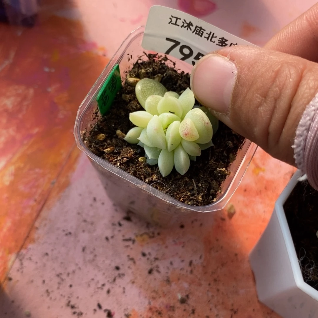 标签795苍雪一个多肉