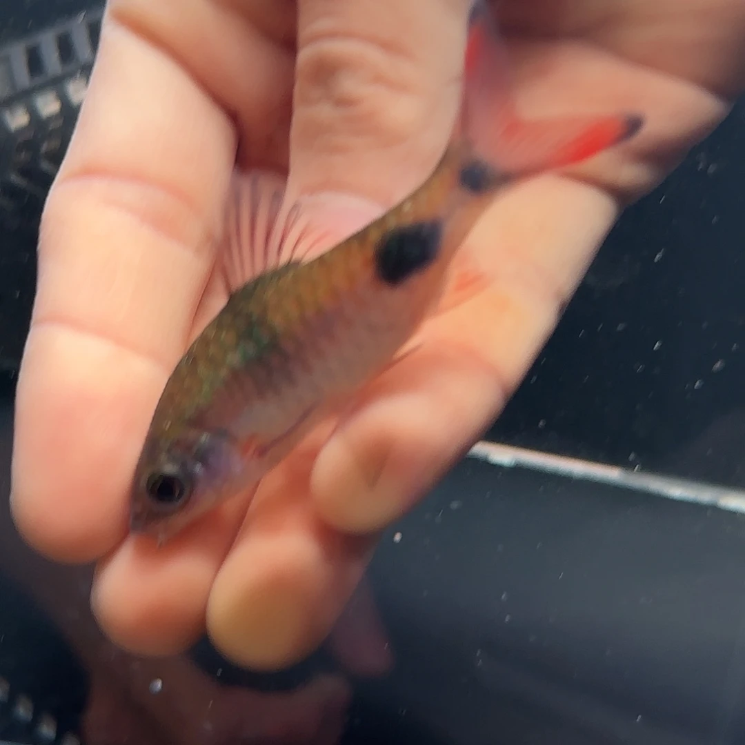 蓝羽二代克里7cm 京东包邮包损