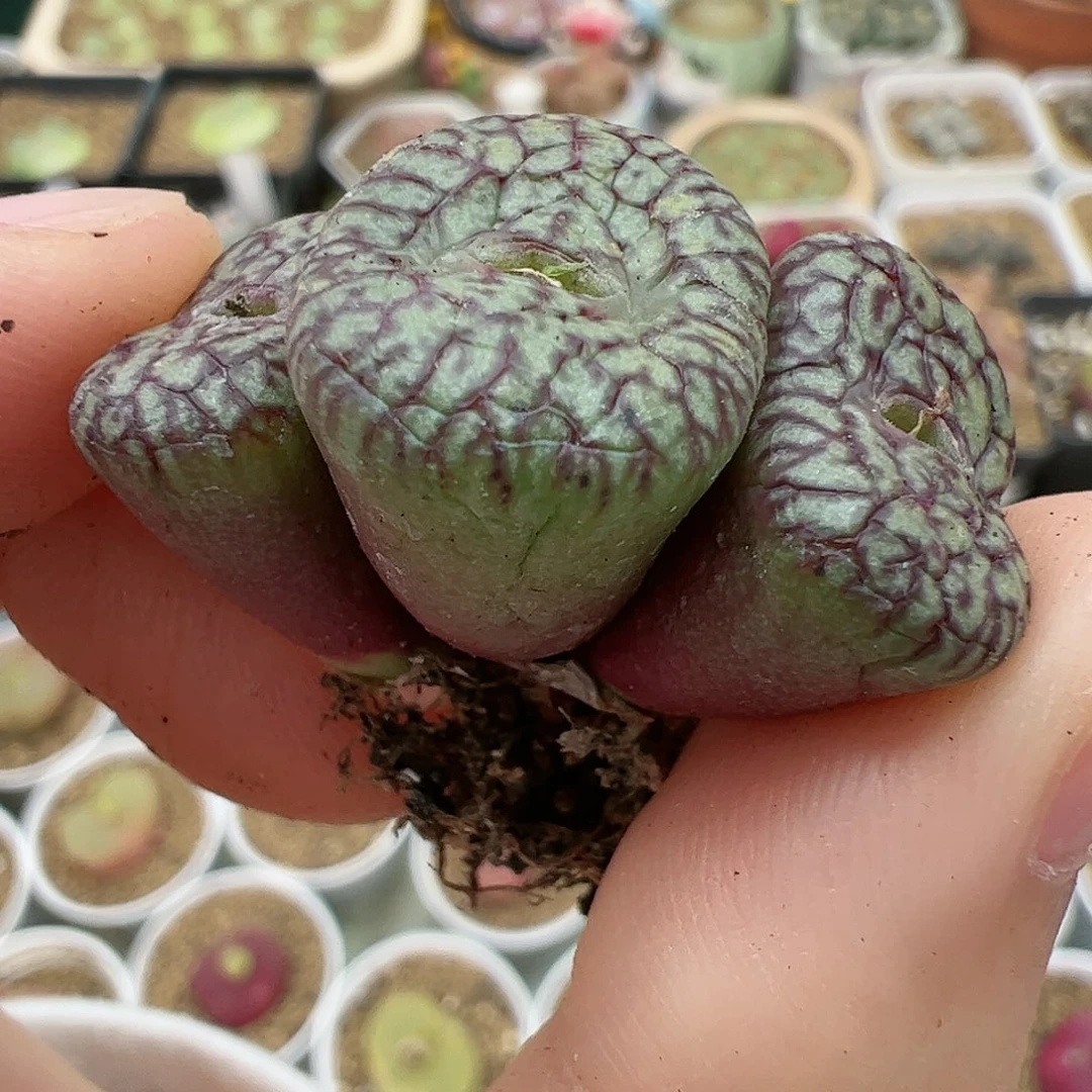 【闪购商品】329 秒