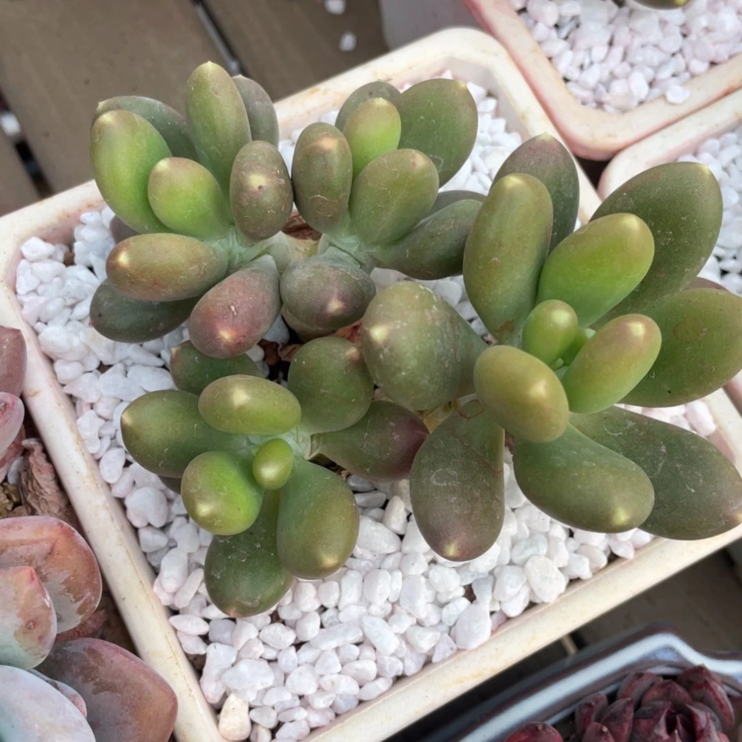 多肉植物盆栽多肉