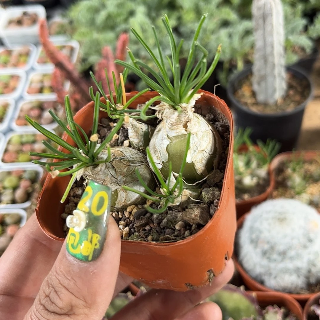 香水兰有根发货有根