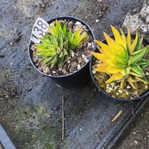 138生石花带筐如图东北不拍货