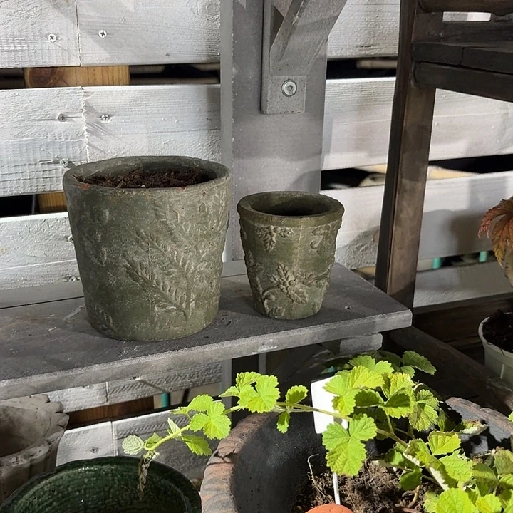 许纯的花房 绿色一套