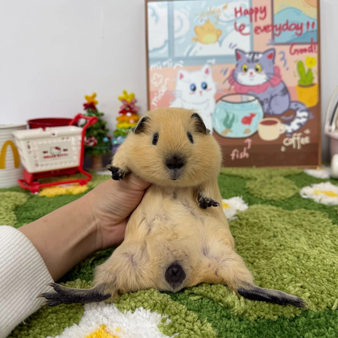 黄加州弟弟荷兰猪顺丰包邮