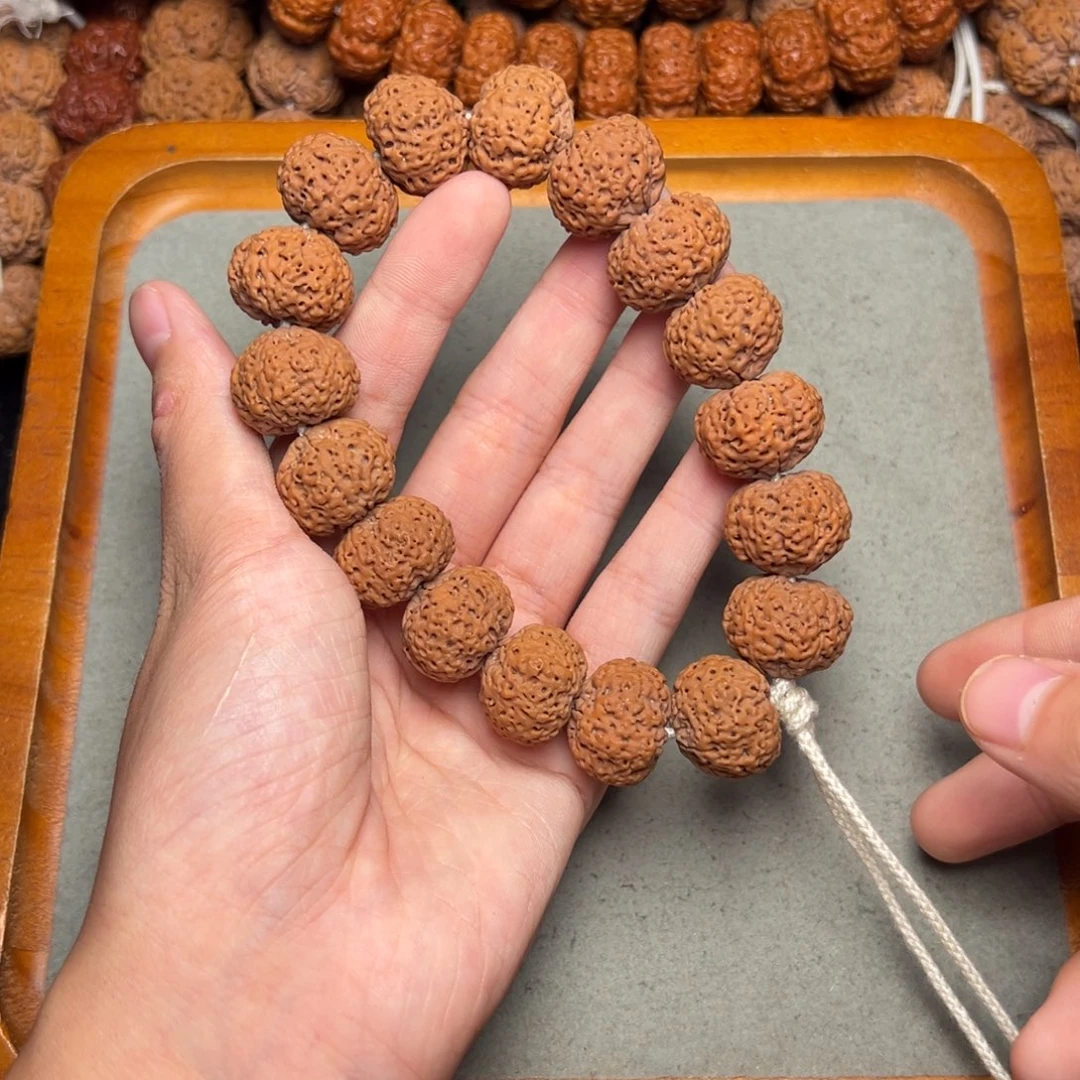 菩提9号尼泊尔大金刚20五星蜂王菠萝蜜