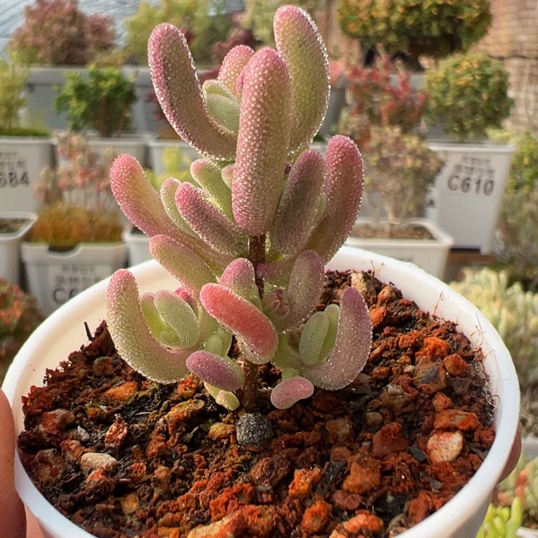 4-482紫闪光带一点拉丝锦