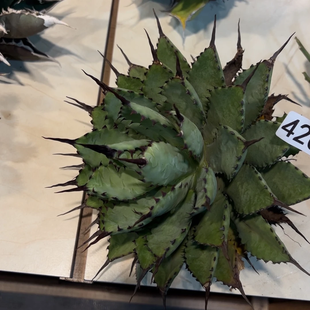 用****1420曲刺芭蕾龙舌兰植物脱土发货