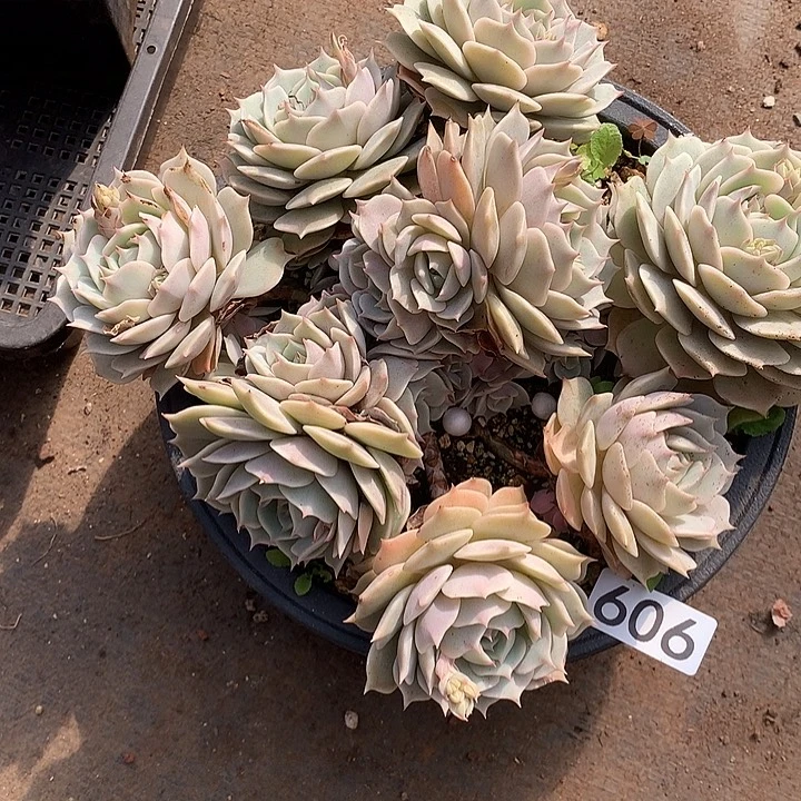 606露娜莲 一物一拍多肉