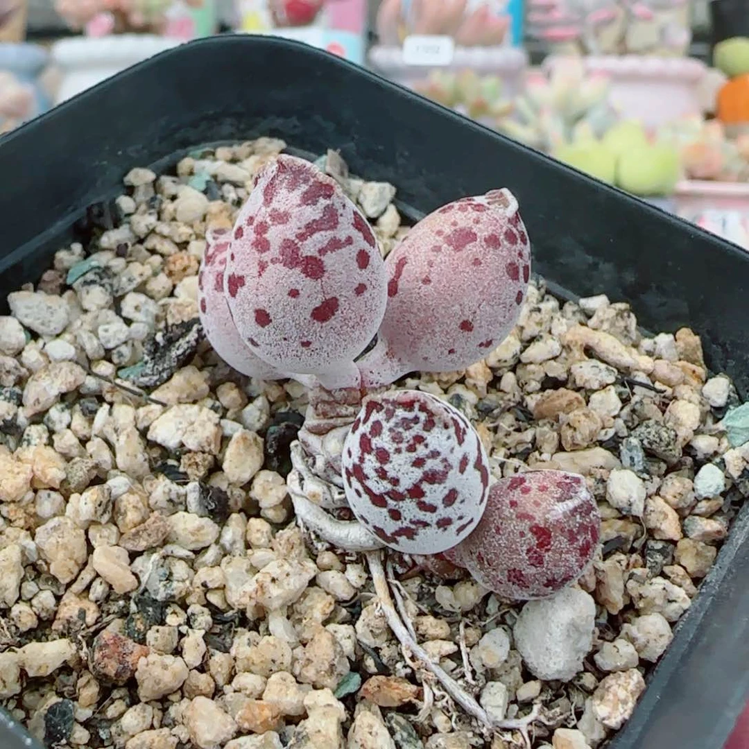 向*老桩达摩 盆口3.5cm