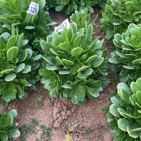 187绿羊绒不包断枝