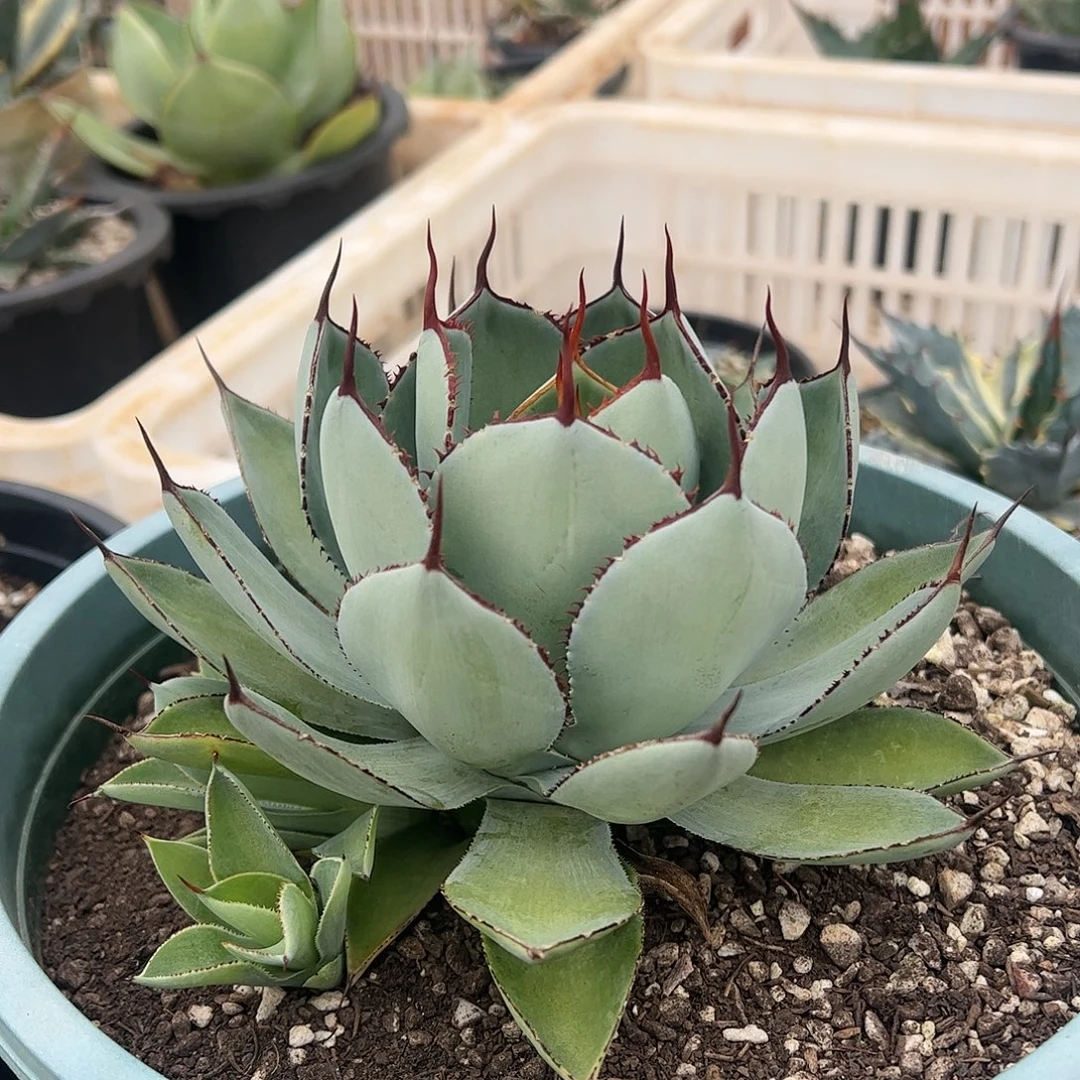 宝宝牙齿龙舌兰植物