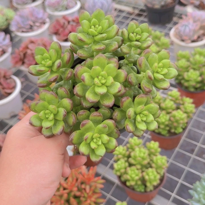 丸叶松绿散装120杯