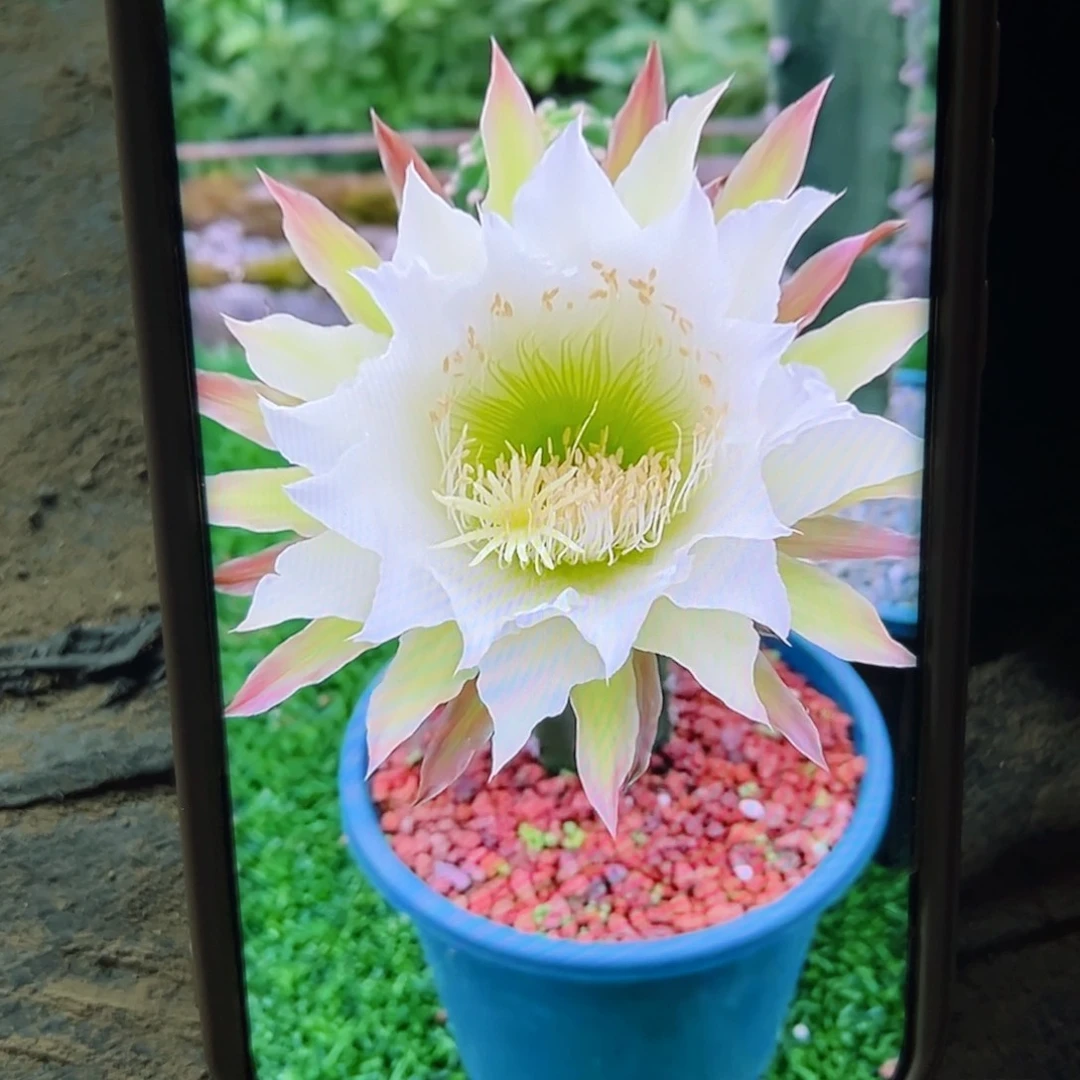 下黑刺侧芽22公分左右班20包邮