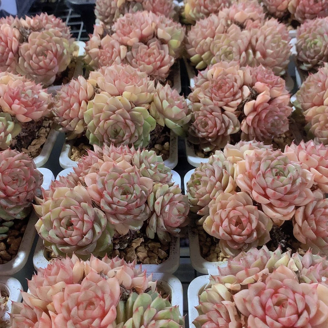 黄金笨巴3466788999009