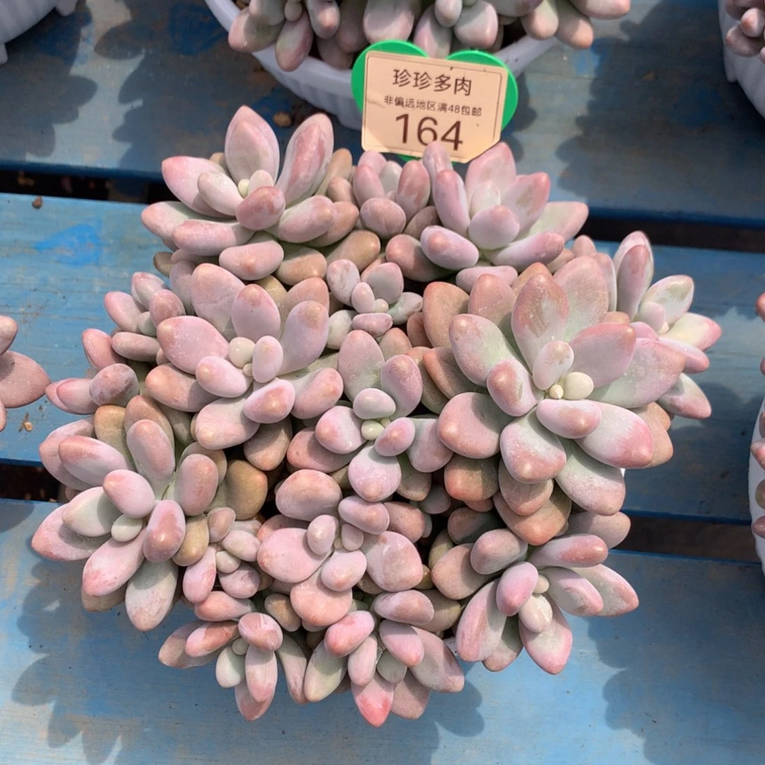蜜多丽无砍平头16头164