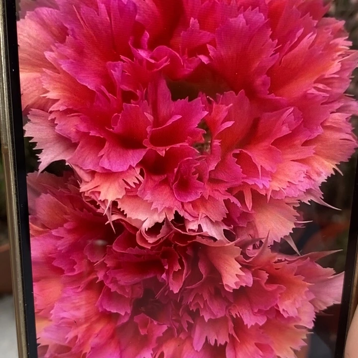 彩草羽毛2号6.5公分左右