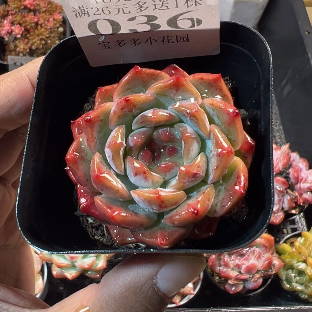 葡萄珍妮一物一拍满18包邮满26送一颗多肉