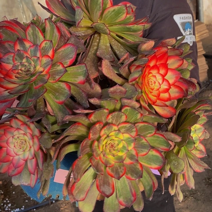 烟花阚庄一颗多肉植物