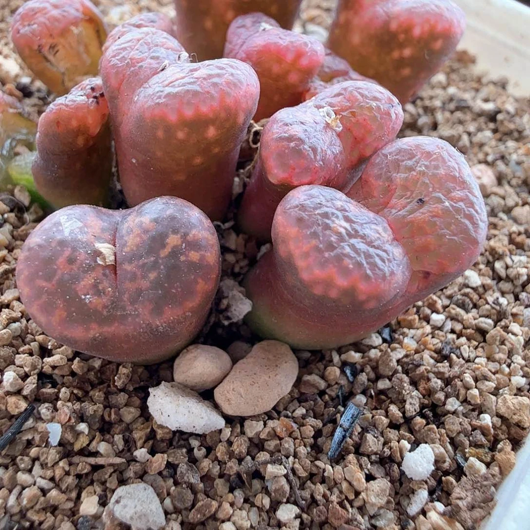 2.6.38/橙子帕迪勋章群/多肉