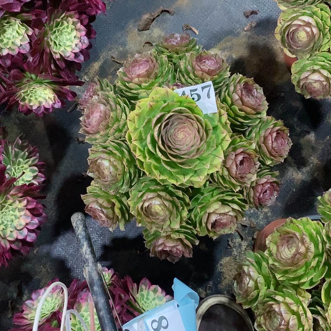 一*?万拉丝457多肉法师植物