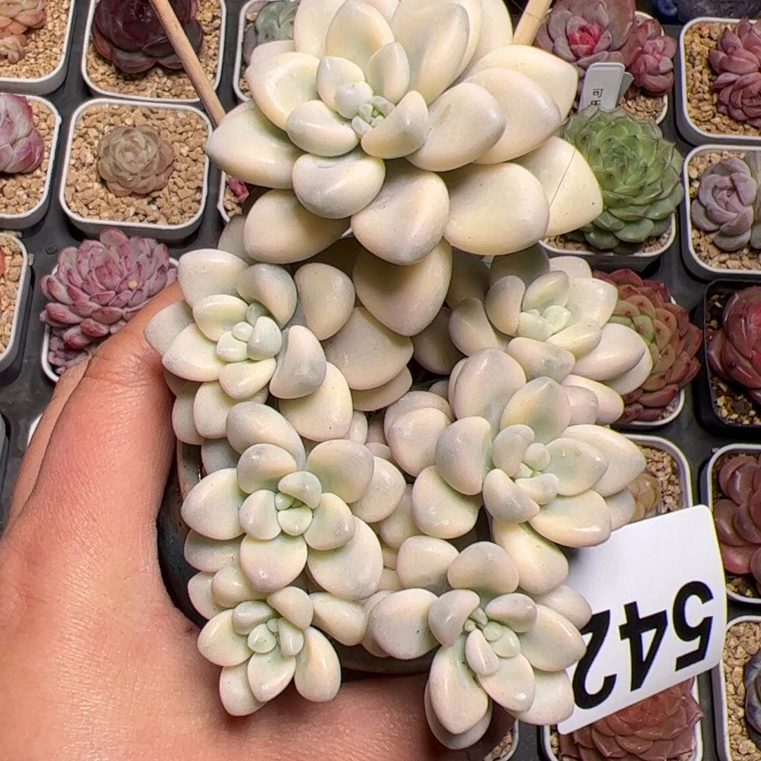 Y****中542 多肉植物组合