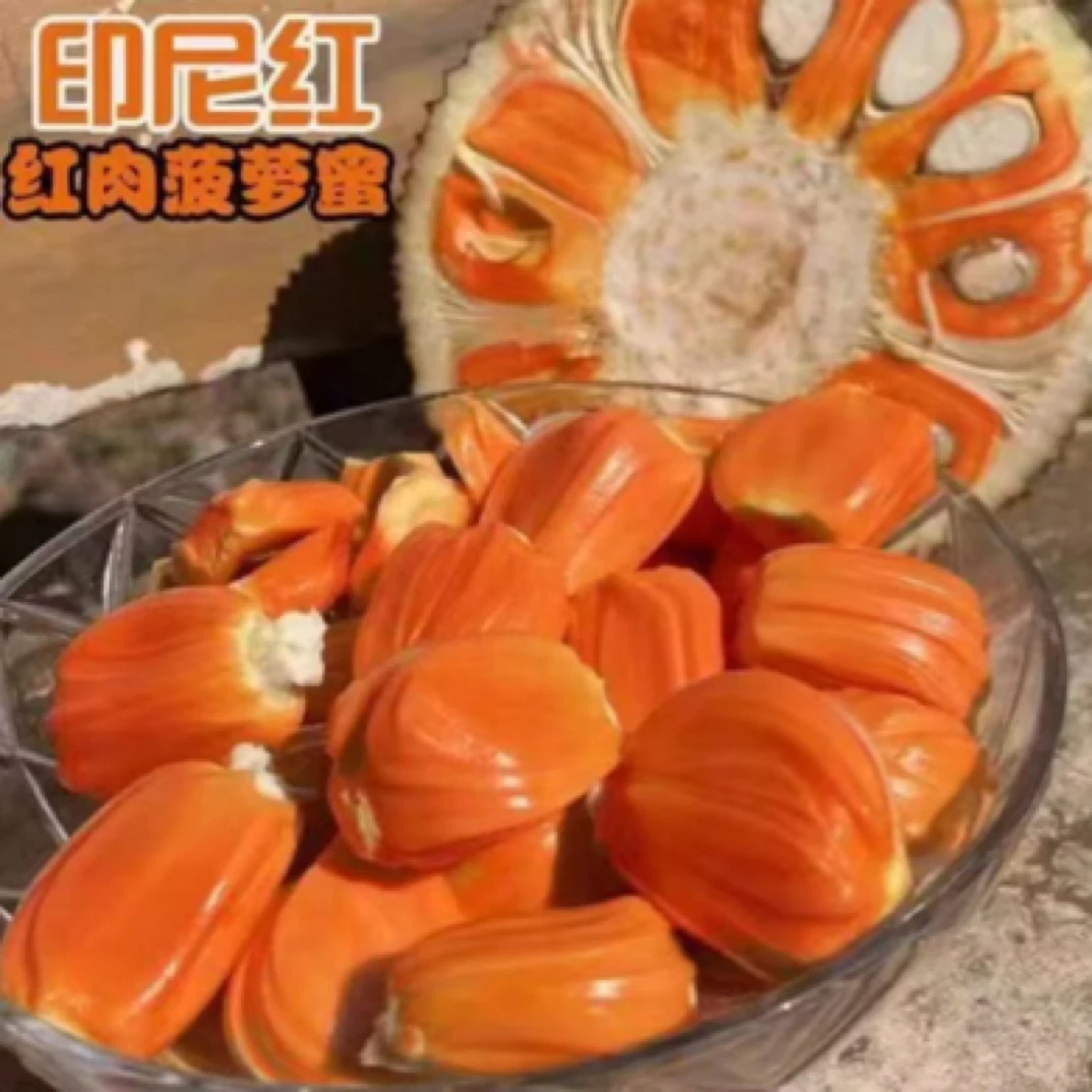 新品种印尼红菠萝蜜树苗干包红肉味道比较香菠萝蜜需修部分叶发货